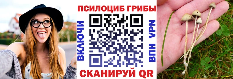Псилоцибиновые грибы Cubensis  Раменское 